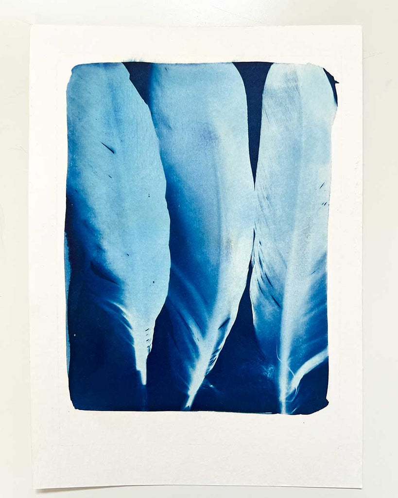 Blue feather on a white background, art for sale.