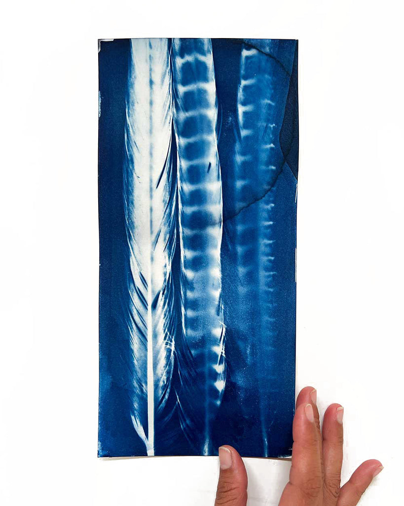 Fading Flight,  Original Cyanotype Art with Pheasant Feathers by Ingrid Sanchez.