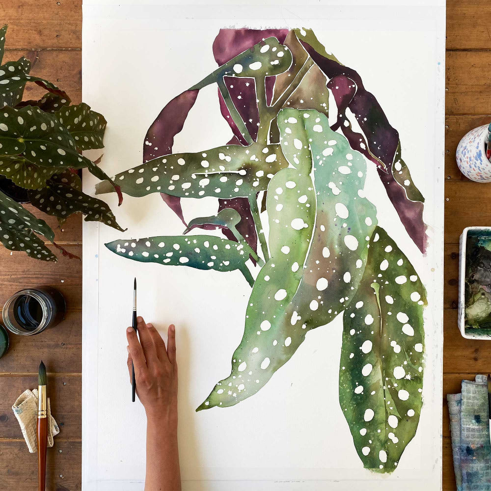 Large leaves of a Polka Dot Begonia highlighting their white dots over a blending of green shades and a deep burgundy. Ingrid Sanchez botanical art, 2021.